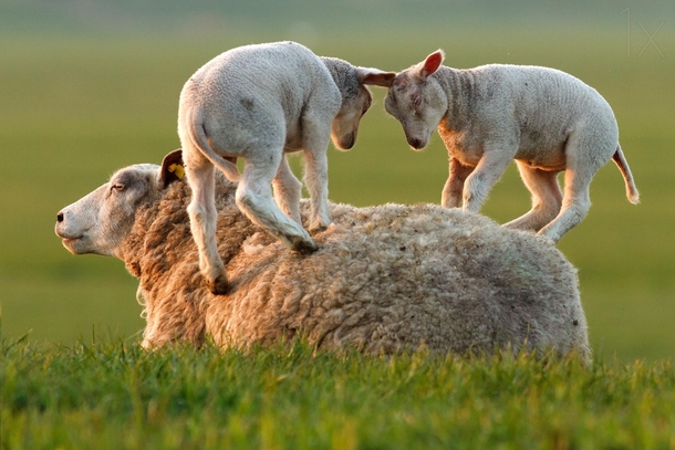 Sheep Leaping Lambs by Roeselien Raimond 