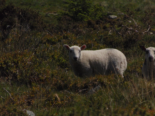 Sheep on Dartmoor 