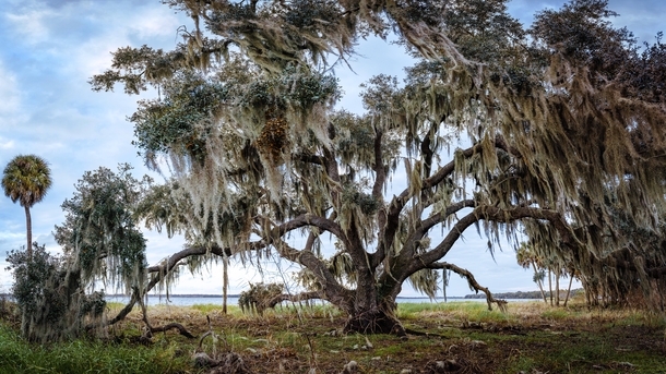 -shot panorama of a South Florida swamp 