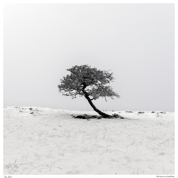 Simple composition of snow on a small tree Lake District UK 
