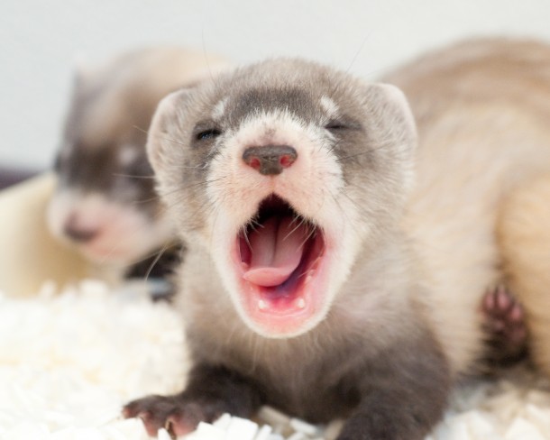 Sleepy blackfooted ferret kit mustela nigripes - 