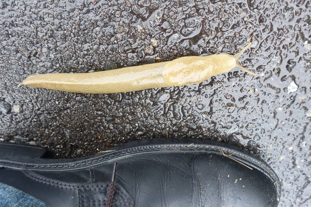 Slug near Grays Harbor WA state 
