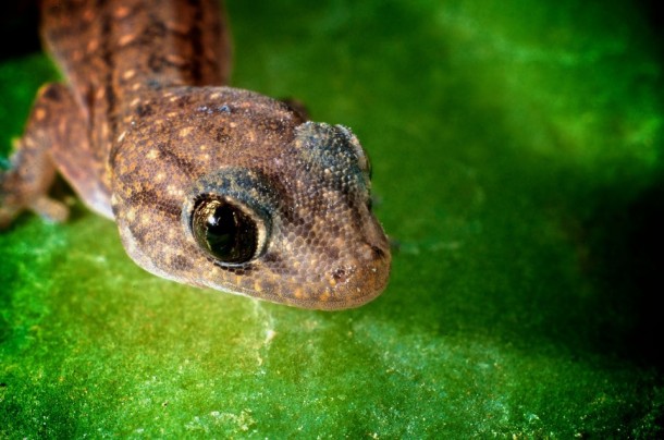 Small glittering Gecko 