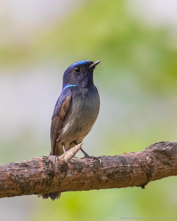 Small Niltava Niltava macgrigoriae Forages in the lower and middle levels of hilly and montane forests usually singly Listen for its distinctive song a cleanly descending wee-dee-dee Makku Uttarakhand India  Canon EOS D Mark II  EF-mm f-L IS II USM