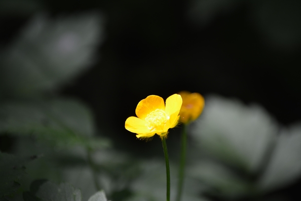 Small Yellow Flower 