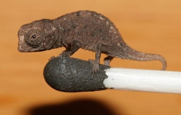 Smallest chameleon Brookesia Micra wonder how we found it 