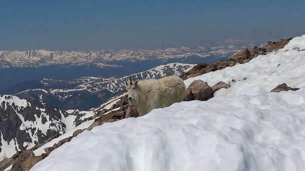 Smiling mountain goat on Quandary Peak Colorado Oreamnos Americanus 