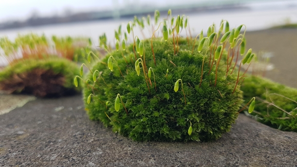 Smol patch of moss on a flood wall on the banks of River Rhine