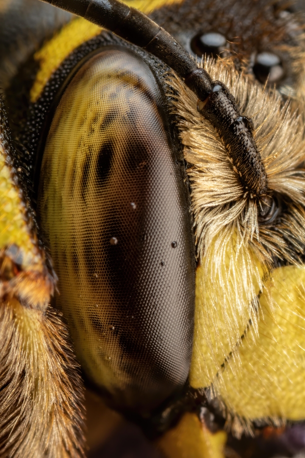 Snoozing European Wool Carder Bee VII 