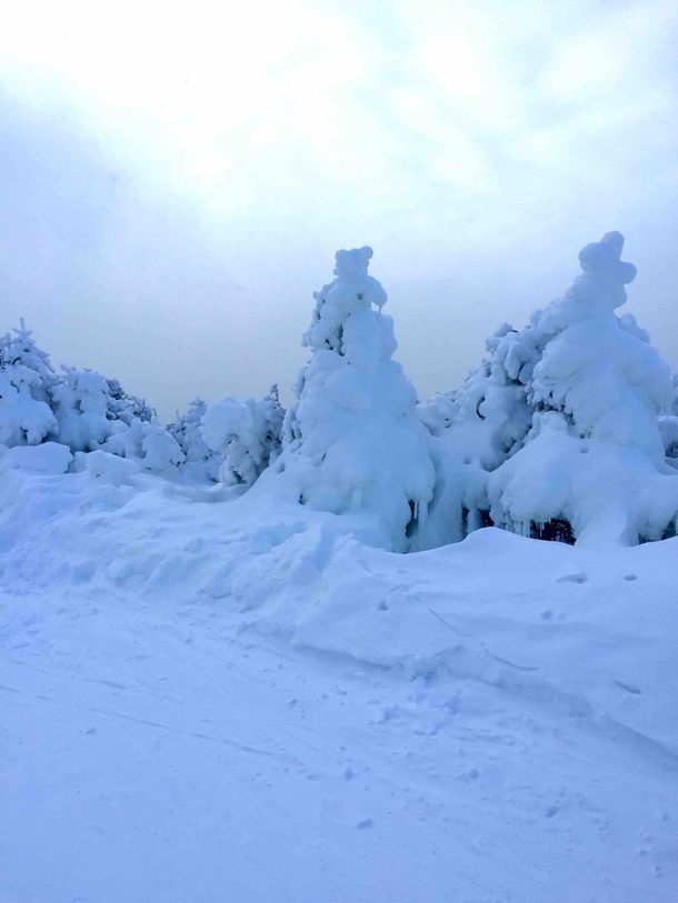 Snow-caked trees at the summit Jay Peak Vermont USA 