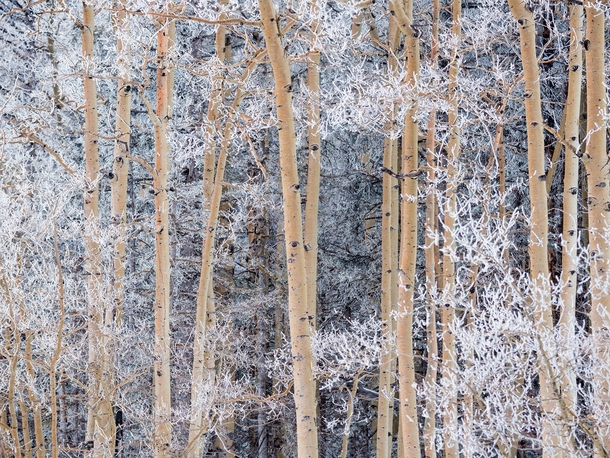 Snow-covered aspens near Taos New Mexico Michael Melford 