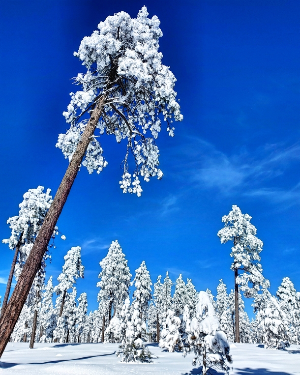 Snow Covered Ponderosa Pines of the Mogollon Rim near Payson AZ OC x