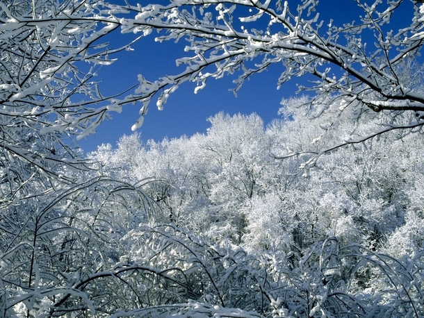 Snow covered trees  by unknown