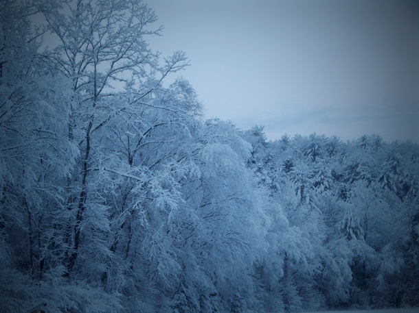 Snow frosting North Carolina trees at dawn 