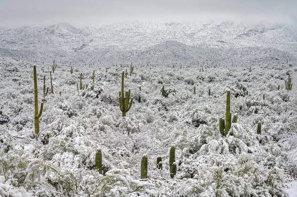 Snow in the Desert - Scottsdale AZ 