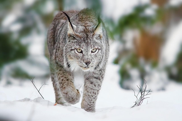 Snow lynx