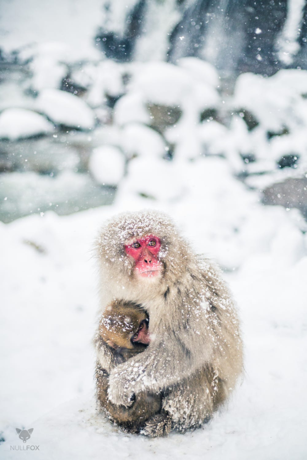 Snow Monkeys of Jigokudani 