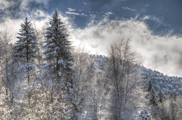 Snow on trees in Lessinia Italy 