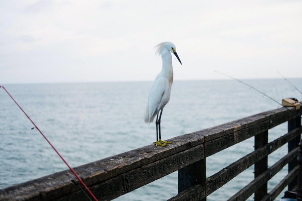 Snowy egret striking a pose at a pier in CA