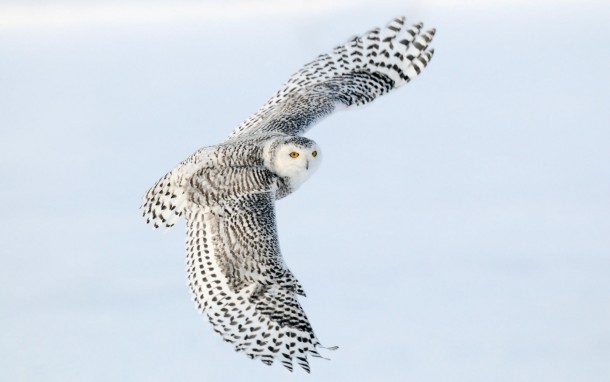 Snowy owl Bubo scandiacus
x
