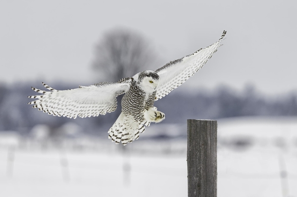 Snowy Owl coming in for a landing 