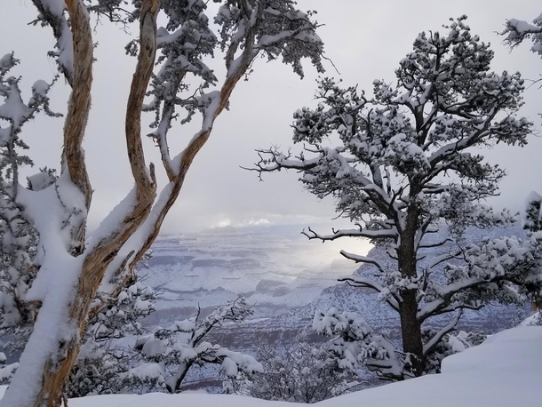 Snowy Sunrise through Junipers and Pinyon Pines at Grand Canyon National Park 
