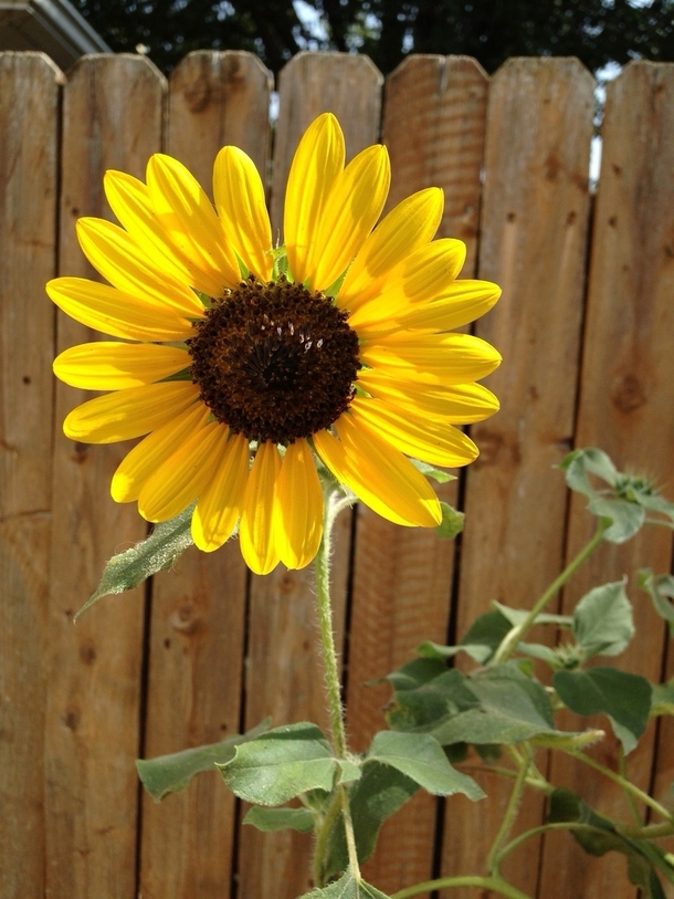 so my dad NEVER planted sunflower seeds yet these beauties pop up all over his house EVERY summer 