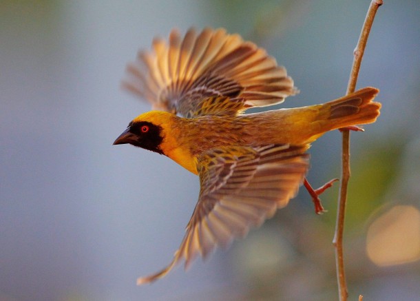 Social Weaver bird Philetairus socius Mangaung South Africa 