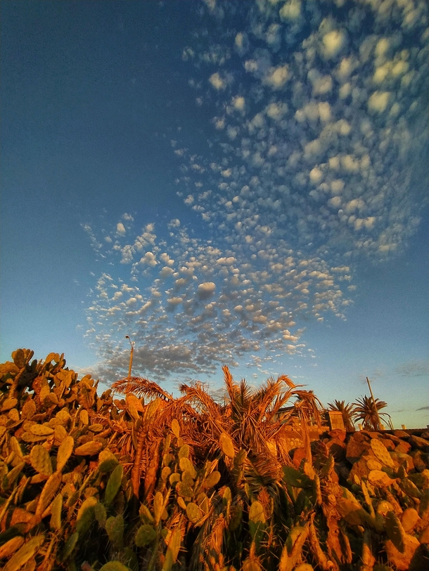 Some cactus with a beautiful cloud formation  Piripolis UY