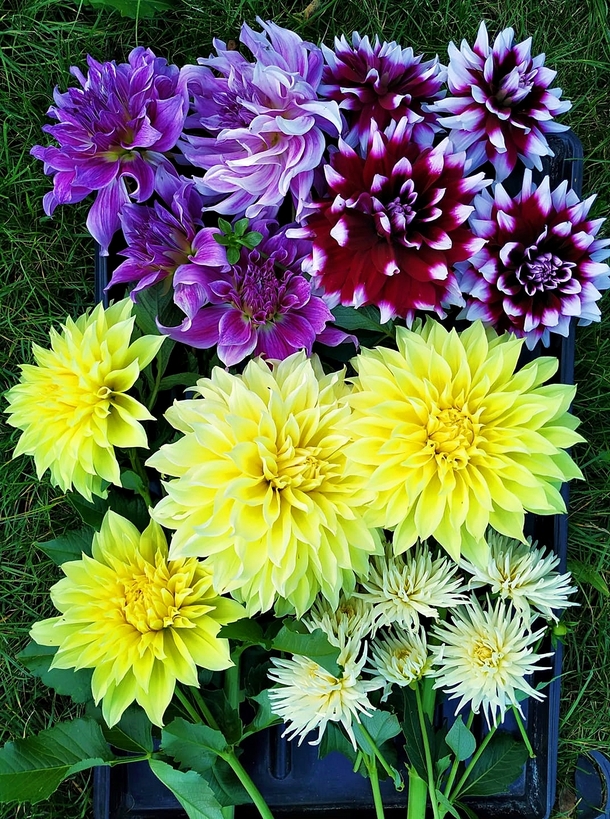 Some dahlias from today