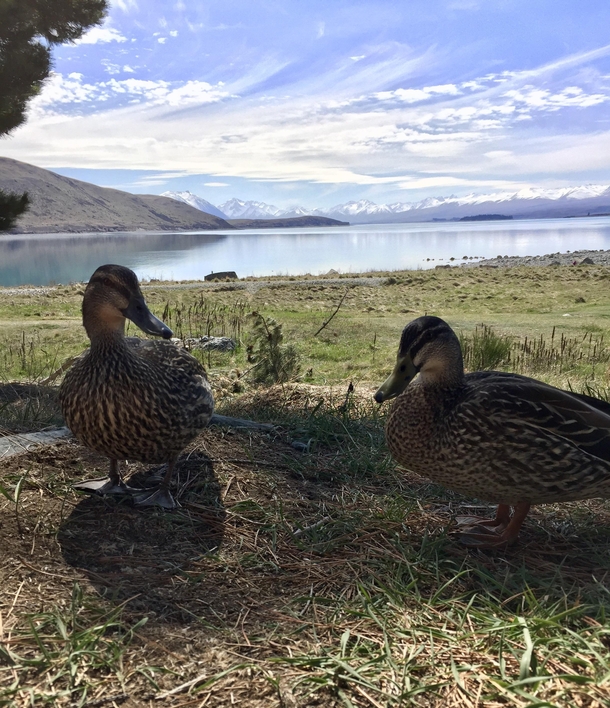 Some local ducks at Lake Tekapo New Zealand 