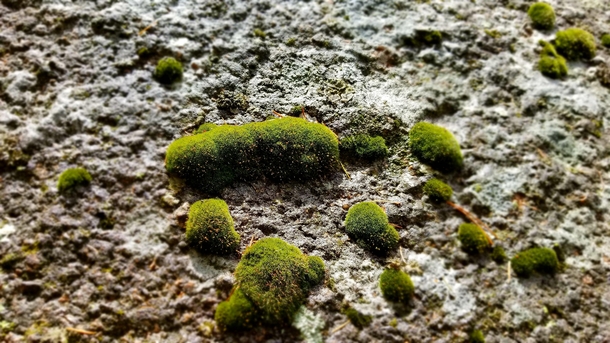 Some moss on the rocks at Rampart Reservoir in Colorado  OC