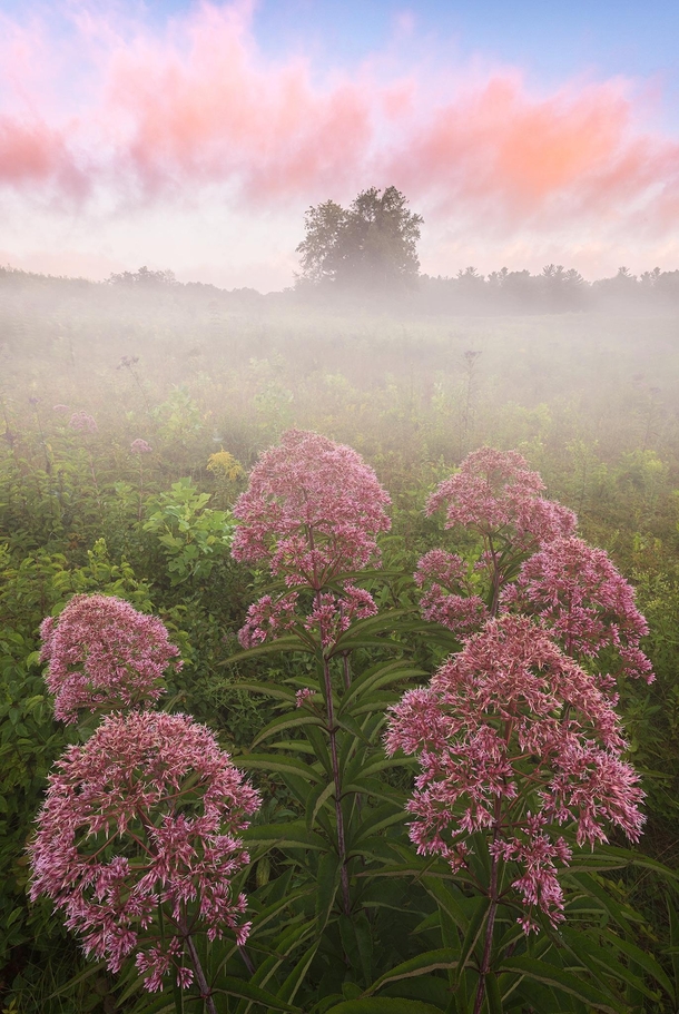Some pretty weeds at sunrise These things are actually ft tall Cuyahoga Valley National Park OH OC 