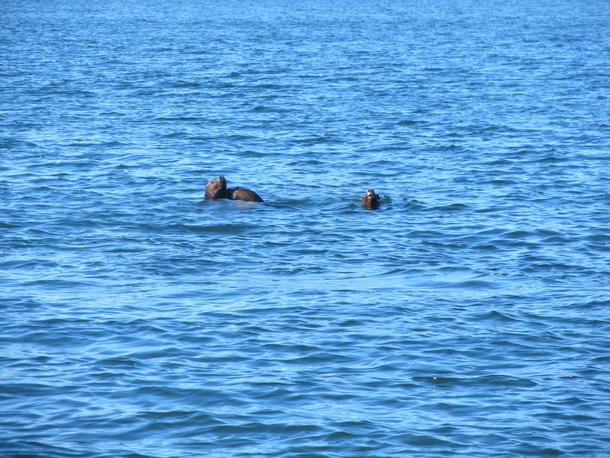 Some seals that kept us company as we kayaked 