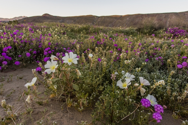 Southern Californias deserts are in full bloom this year due to large amount of rain 