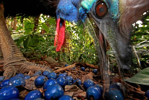 Southern Cassowary feeding on the fruit of the Blue Quandang tree in Black Mountain Road taken on Nov   