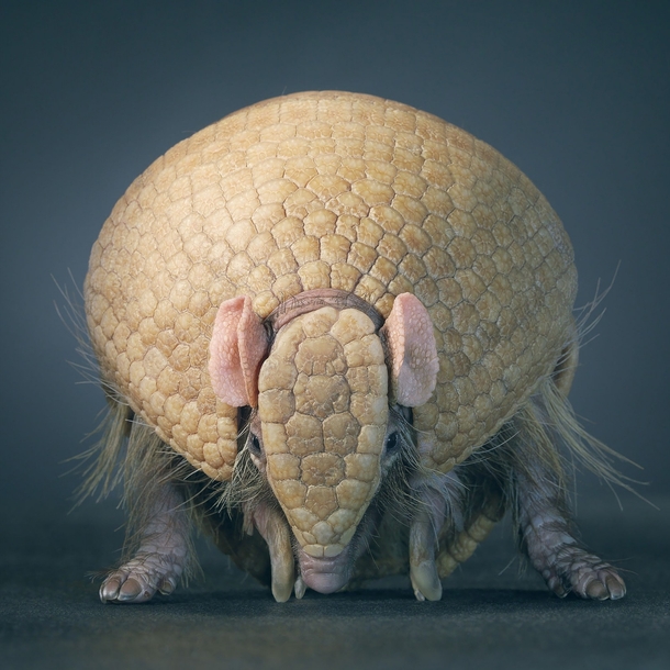 Southern three-banded armadillo Tolypeutes matacus Photo by Tim Flach 