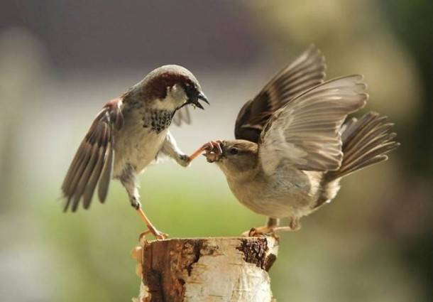 Sparrows in the middle of the debate 