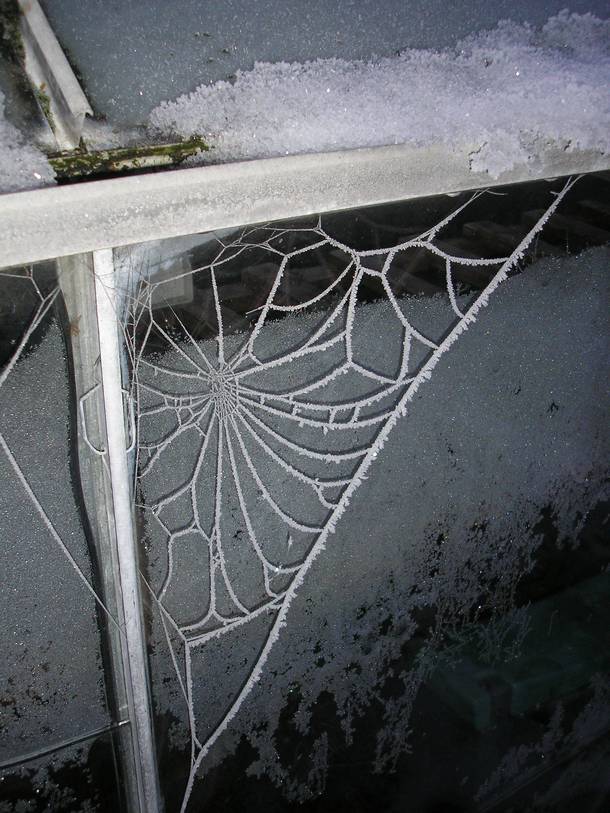Spiders web frozen by freezing fog 
