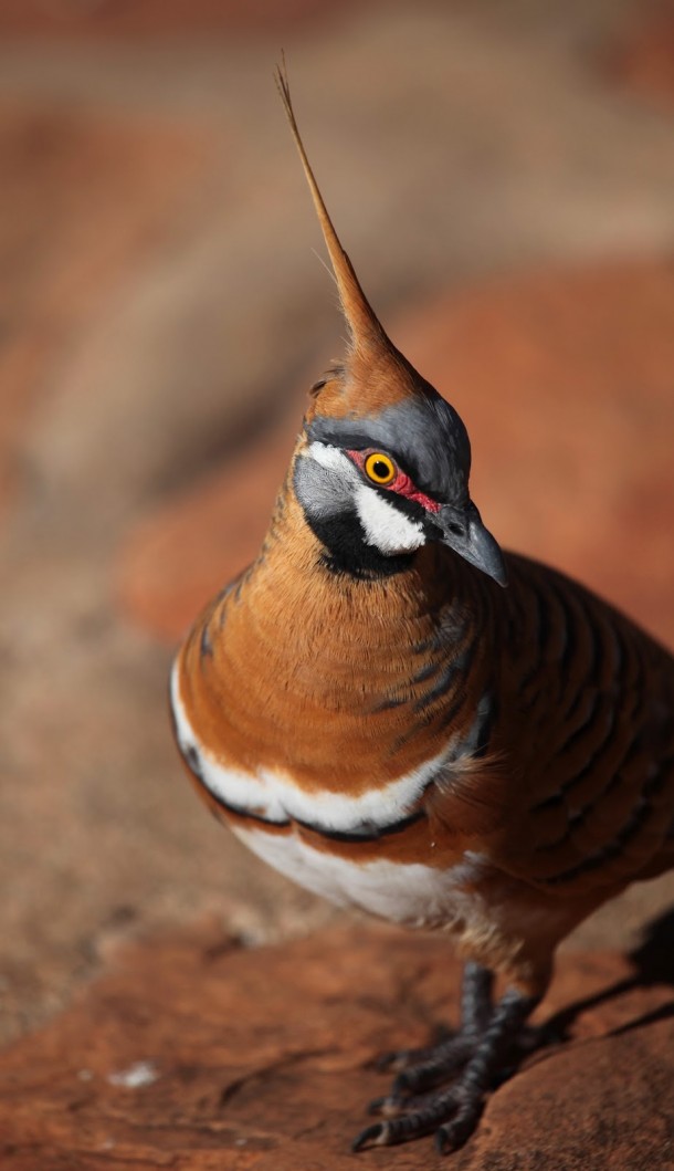 Spinifex Pigeon Geophaps plumifera Northern Territory Australia 