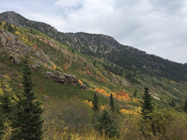 Spots of Fall in American Fork Canyon UT 