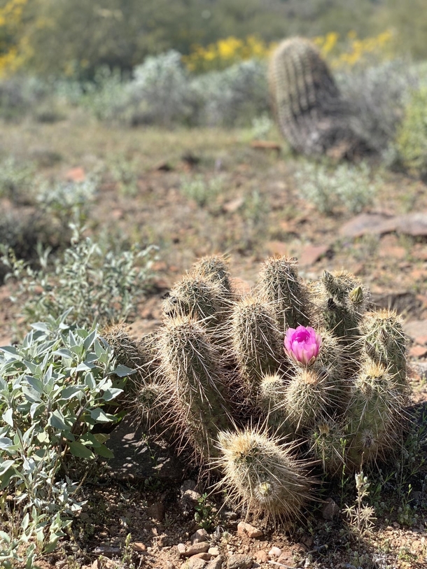 Spring Bud - Scottsdale AZ - Lost Dog Trail - 