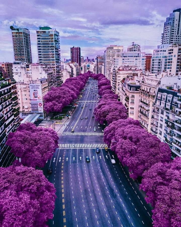 Spring in Buenos Aires