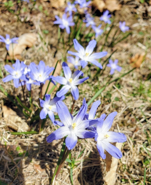 Spring in upstate NY--scilla luciliae