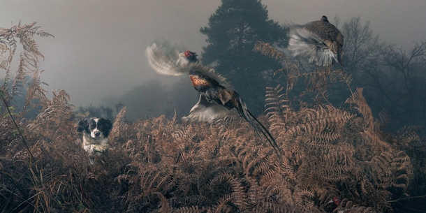 Springer Spaniel hunting pheasants on the Guinness Estate by Tim Flach 