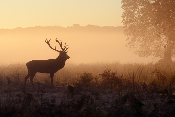 Stag in the Sunrise by Harry Tsappas 
