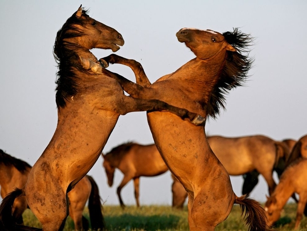 Stallions fighting in South Dakota By Melissa Farlow 