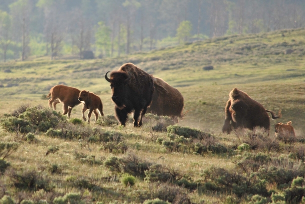 Stampeding bison Yellowstone NP 