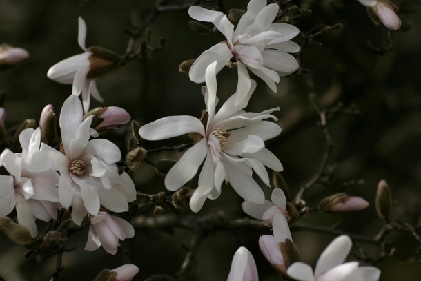 Star Magnolia - Magnolia stellata 