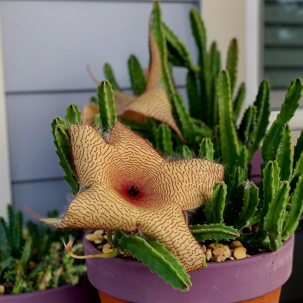 Starfish Cactus blooms 